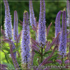 Veronicastrum Red Arrows