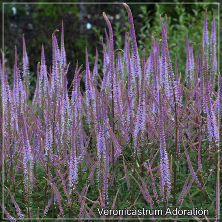 Veronicastrum Adoration