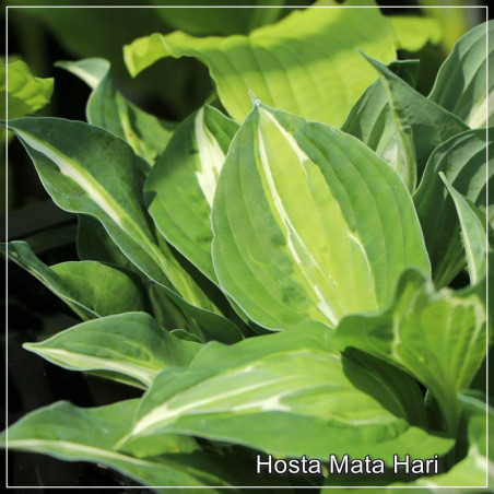 Hosta Mata Hari