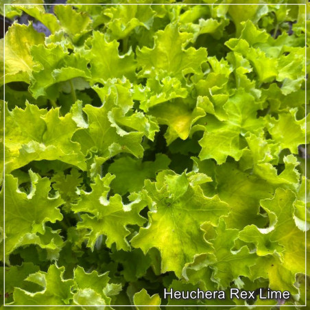 Heuchera Rex Lime