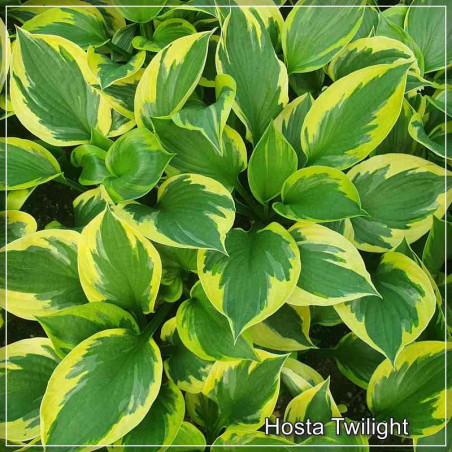 Hosta Twilight