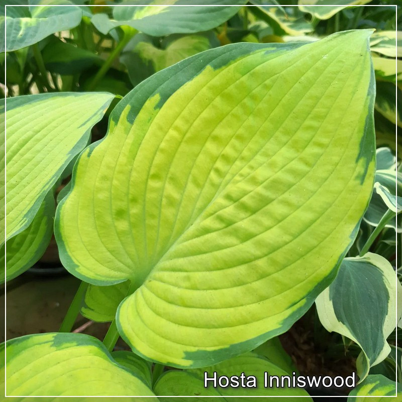 Hosta Inniswood