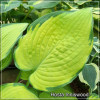Hosta Inniswood