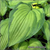 Crin de toamnă (Hosta Albopicta) - Perenă elegantă