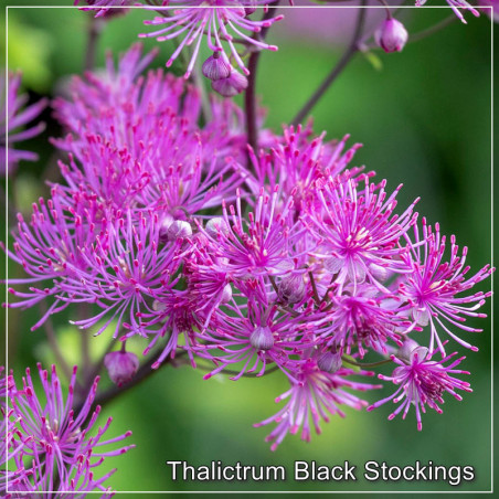 Thalictrum Black Stockings