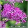 Thalictrum Black Stockings
