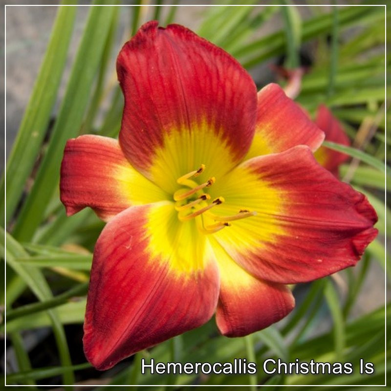 Hemerocallis Christmas Is