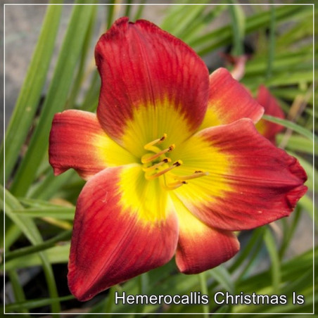 Hemerocallis Christmas Is