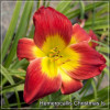 Hemerocallis Christmas Is