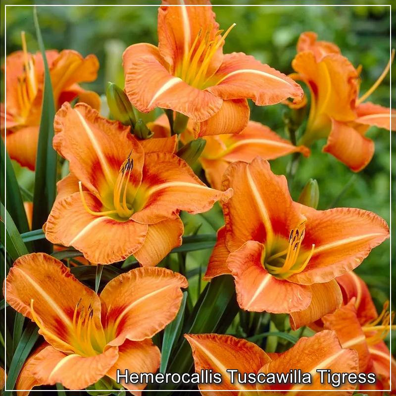 Hemerocallis Tuscavilla Tigress