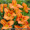 Crin de zi - Hemerocallis Tuscawilla Tigress