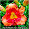 Crin de zi - Hemerocallis Spacecoast Firestarter