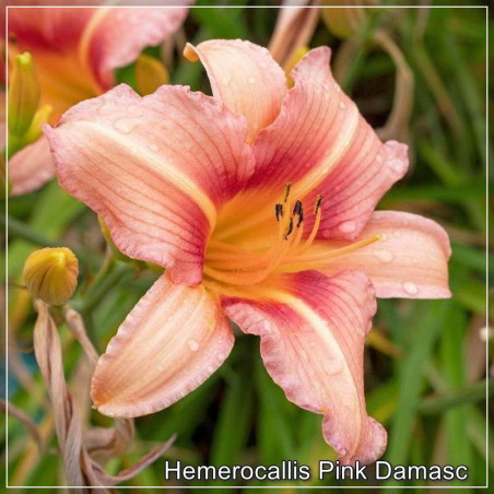 Hemerocallis Pink Damasc