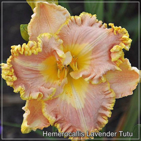 Crin de zi Hemerocallis Lavender Tutu - Flori Roz