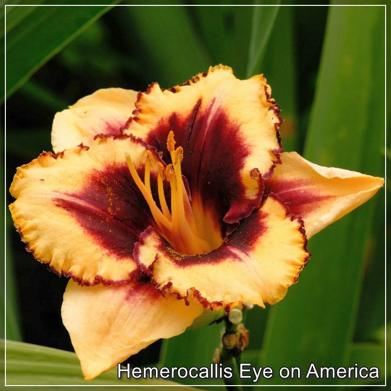 Hemerocallis Eye on America