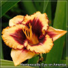 Crin de zi - Hemerocallis Eye on America