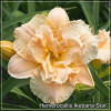 Crin de zi - Hemerocallis Ikebana Star