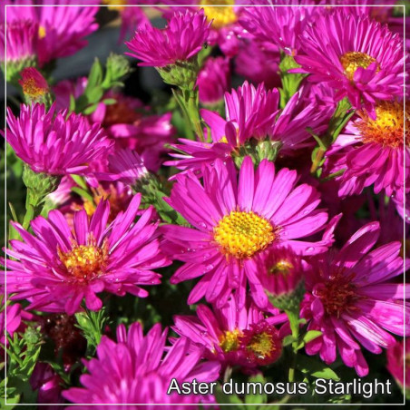 Aster Starlight