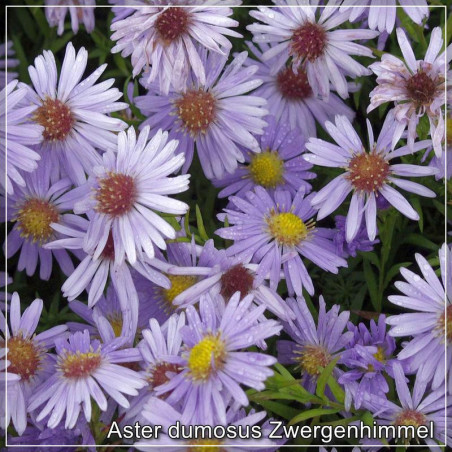 Aster Zwergenhimmel
