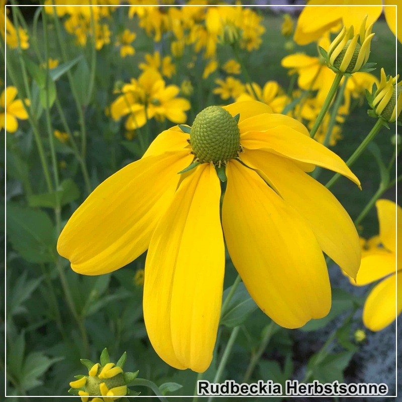 Rudbeckia Herbstsonne