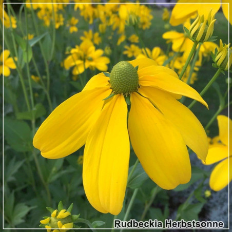 Rudbeckia Herbstsonne
