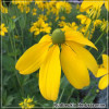 Rudbeckia Herbstsonne