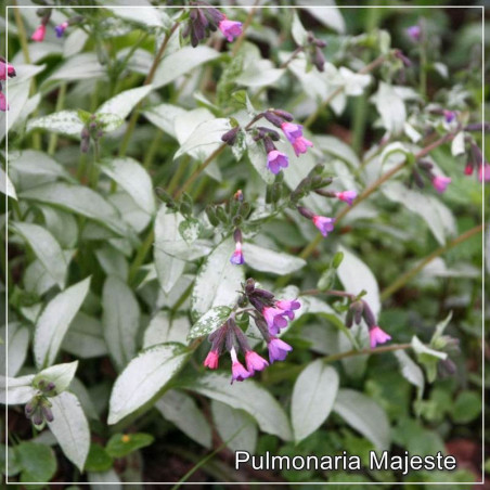 Pulmonaria Majeste