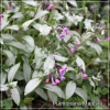 Pulmonaria Majeste
