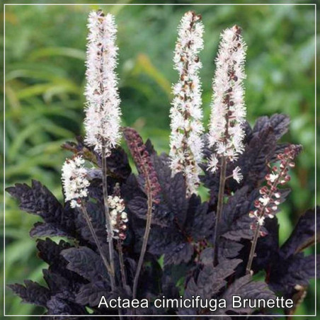 Actaea cimicifuga Brunette