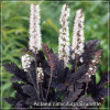 Actaea cimicifuga Brunette