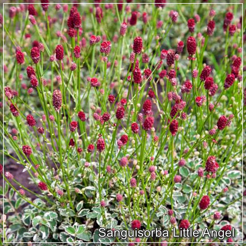 Sanguisorba Little Angel