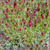 Sanguisorba Little Angel