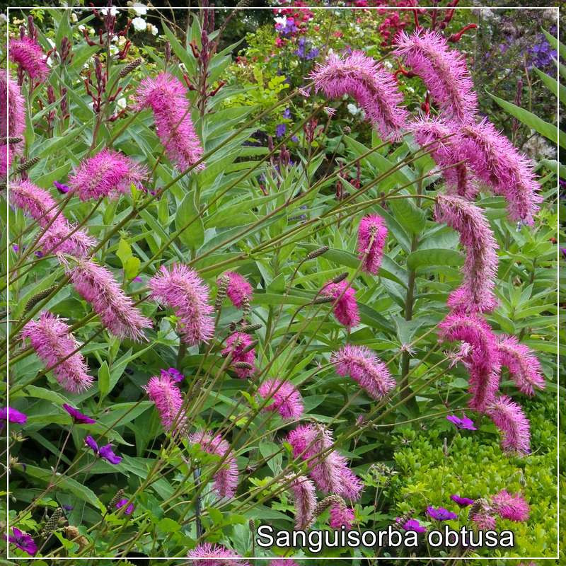 Sanguisorba obtusa