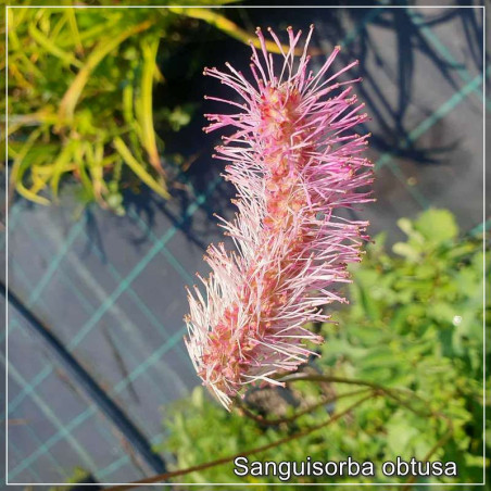 Sanguisorba obtusa