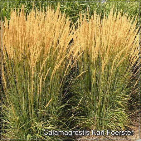 Calamagrostis Karl Foerster