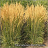 Calamagrostis Karl Foerster