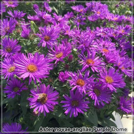 Aster Purple Dome