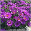 Aster Purple Dome