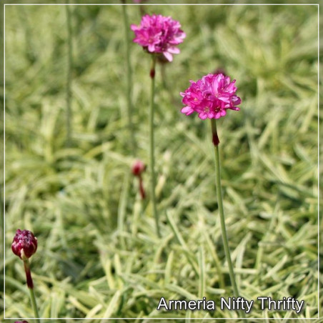 Armeria Nifty Thrifty