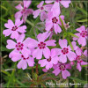 Phlox kelseyi Rosette