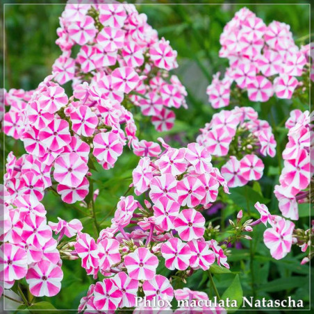 Phlox maculata Natascha