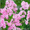 Phlox maculata Natascha