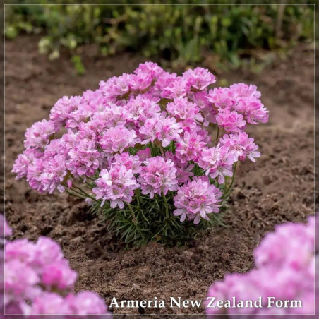 Armeria New Zealand Form