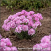 Armeria New Zealand Form