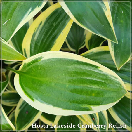 Hosta Lakeside Cranberry Relish