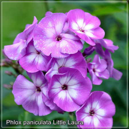 Phlox paniculata Little Laura