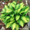 Hosta T-Dawg