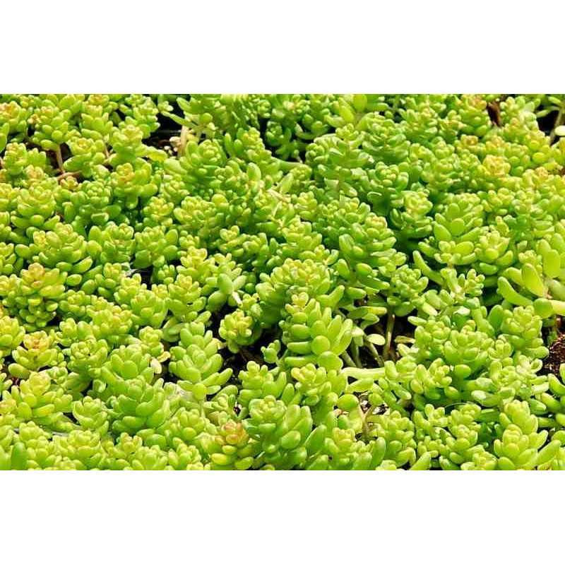Sedum Athoum