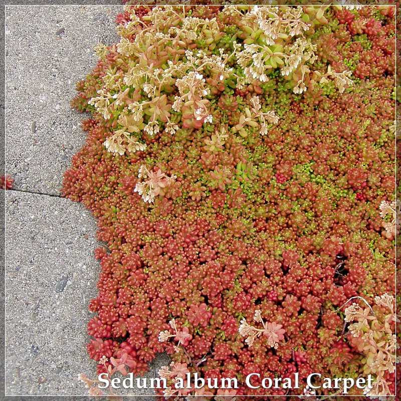 Sedum Coral Carpet