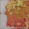 Sedum Coral Carpet